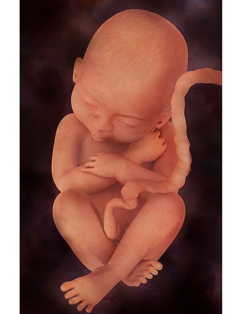 23 неделя развития. Эмбрион на 23 неделе беременности. Малыш на 22 неделе беременности. Ребенок в 22-23 недели беременности.
