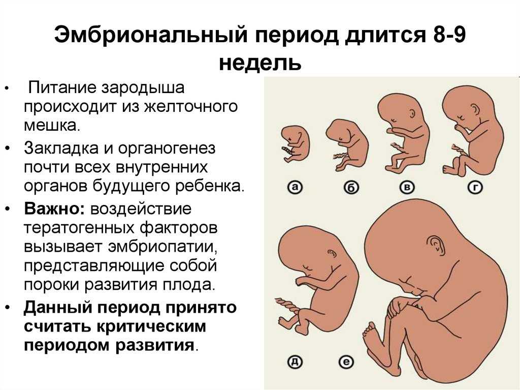 Развитие ребенка в по неделям в картинках