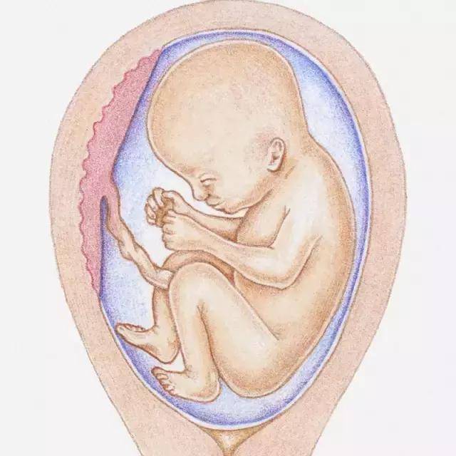 Малыш в 26 недель. Малыш в животике на 26 неделе. Расположение плода на 26 неделе беременности.