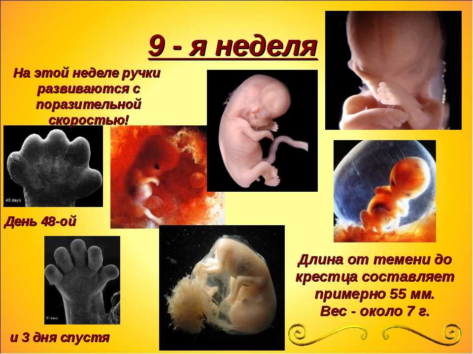 Размер ребенка по неделям беременности фото