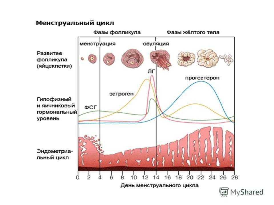 Женский цикл в картинках