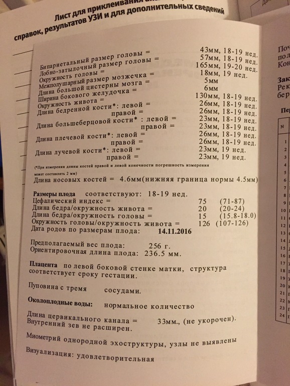 Носовые кости в 20 недель