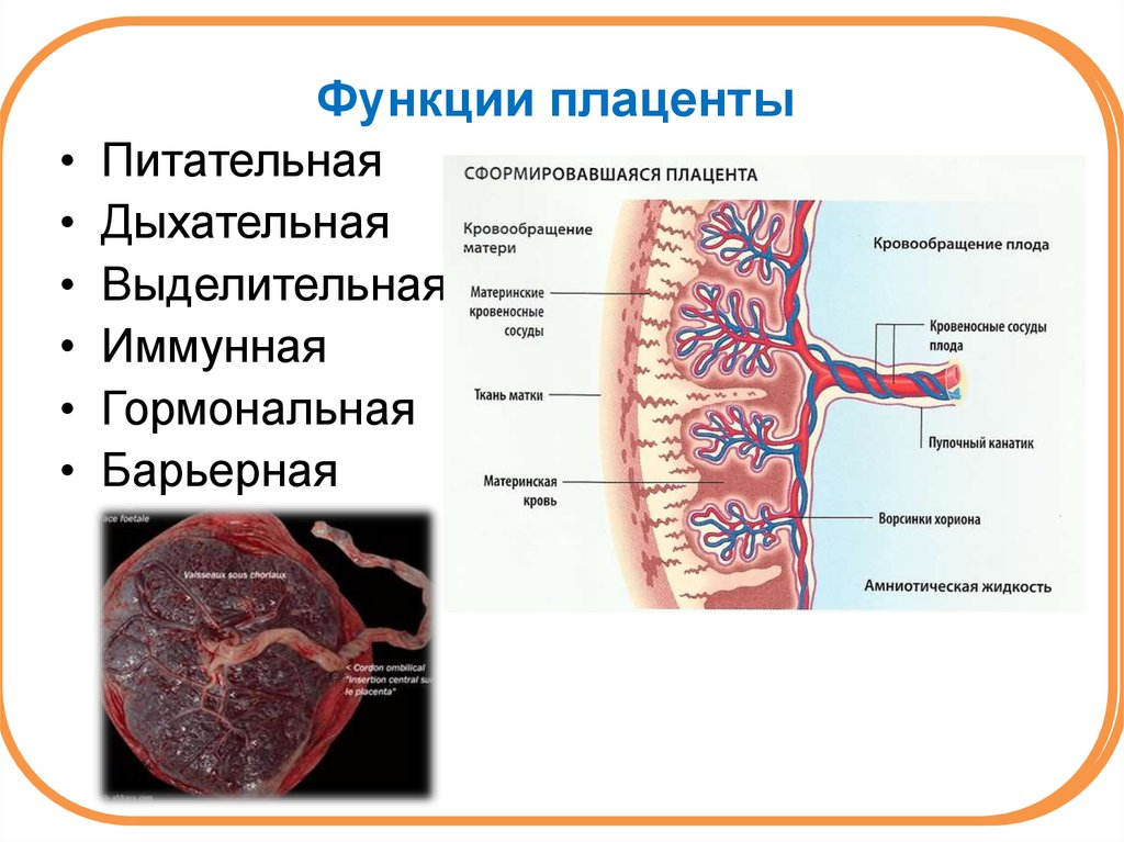 Рисунок матка сосуды плода плацента