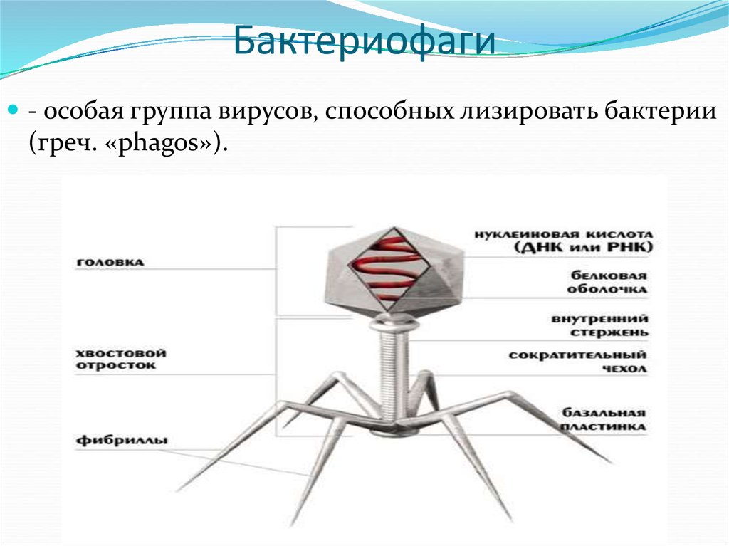 Наследственный аппарат бактериофага