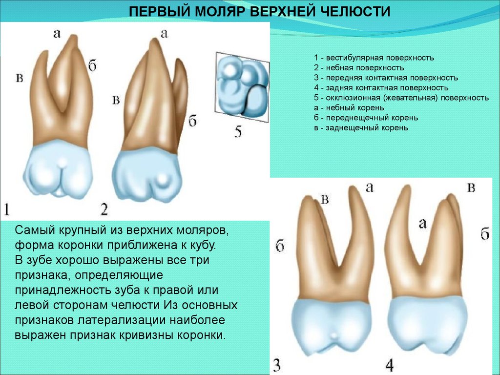 Коренной зуб в челюсти. 1 Моляр верхней челюсти анатомия. 1 Моляр нижней челюсти анатомия. Анатомия зубов 1 моляра нижней челюсти.