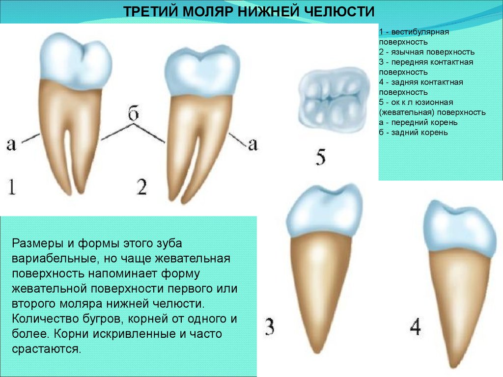 6 зуб снизу. Третий Нижний моляр анатомия. Верхний второй моляр анатомия коронки. Анатомия зуба второго моляра.