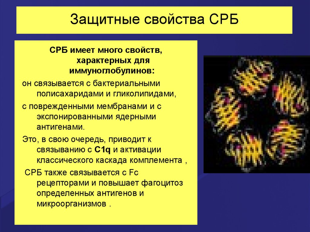 Картинки с реактивный белок