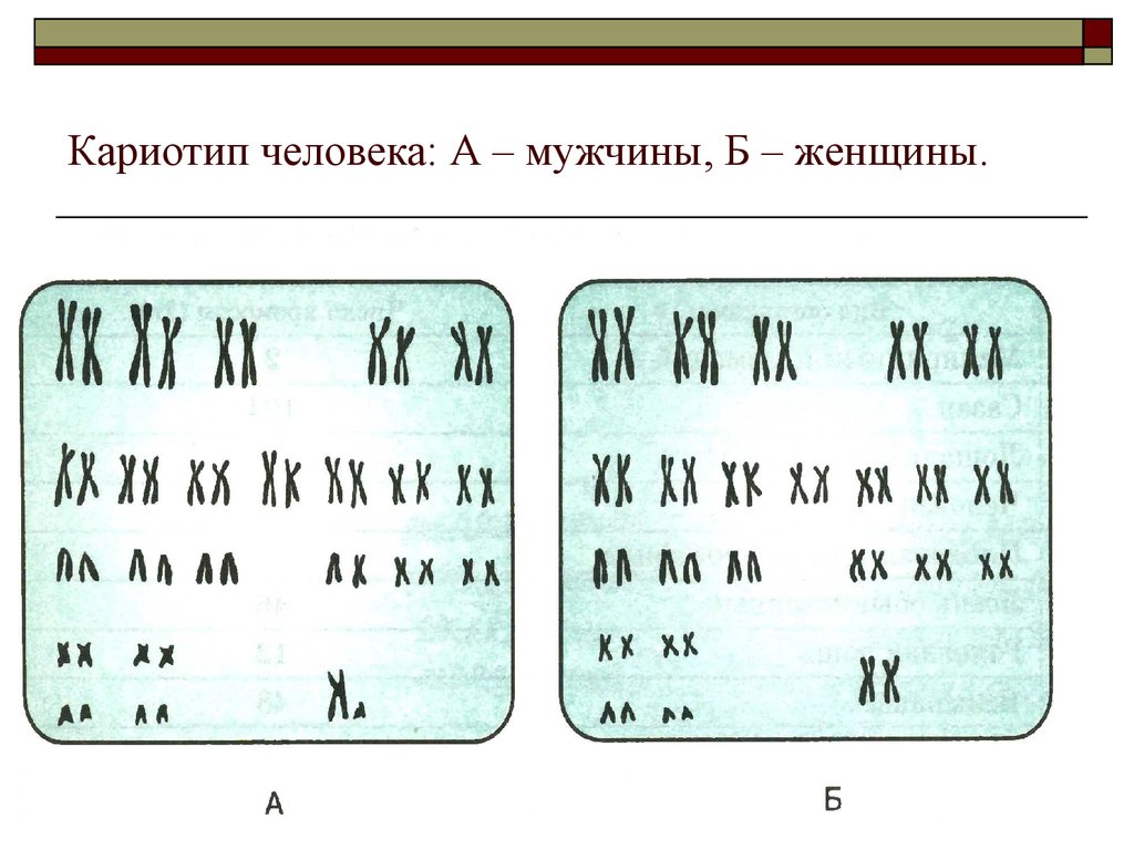 Хромосомный набор человека картинка