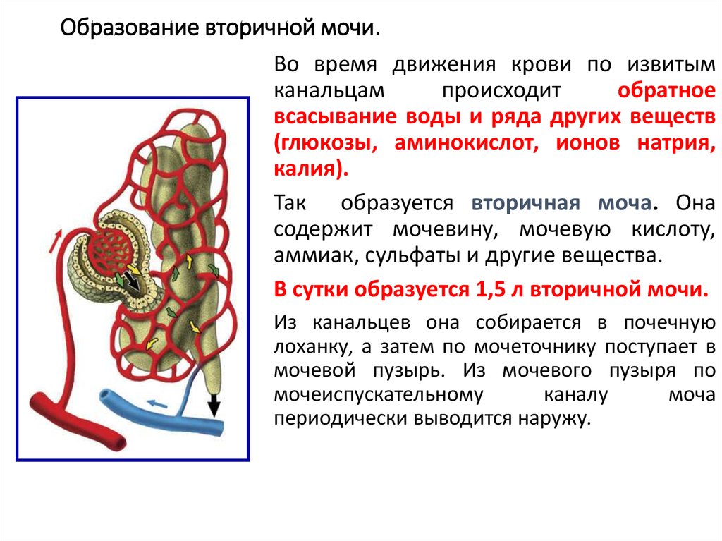 В составе вторичной мочи отсутствует