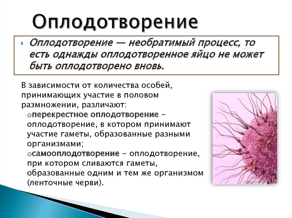 Что такое оплодотворение. Охарактеризуйте процесс оплодотворения. Краткий конспект по биологии 10 класс оплодотворение. Понятие оплодотворение в биологии. Оплодотворение человека презентация.