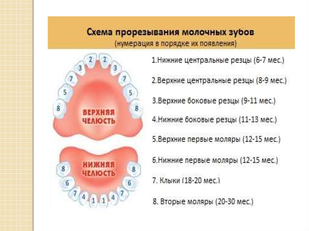 Температура на зубы как отличить. 5 Зуб снизу молочный или постоянный. Сроки прорезывания временного прикуса. 6 Зуб снизу у детей.