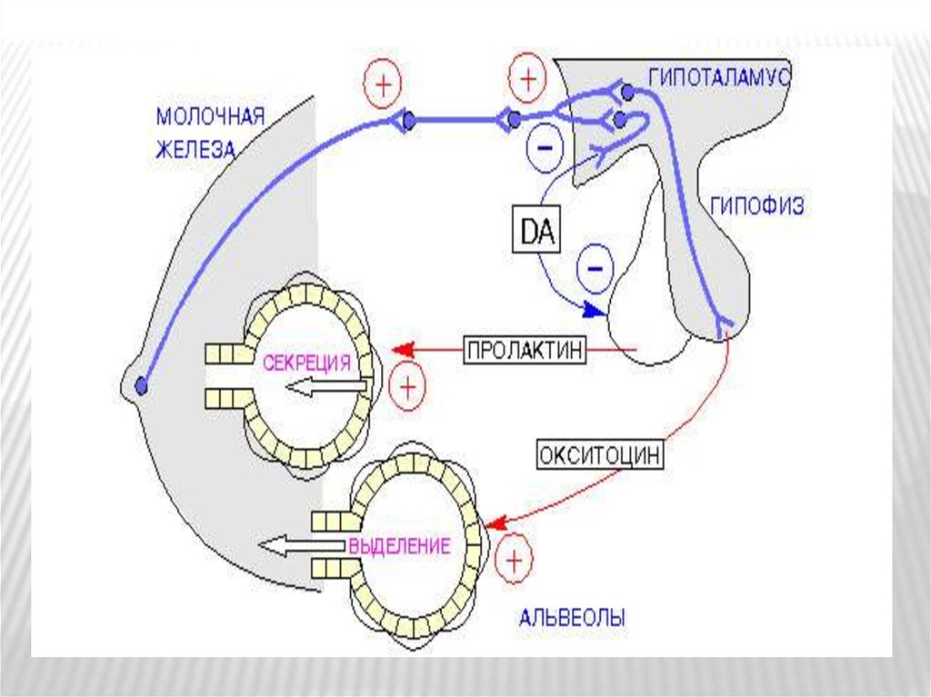 Выделение пролактина. Регуляция секреции пролактина схема. Окситоцин механизм действия схема. Схема действия пролактина. Пролактин механизм действия биохимия.