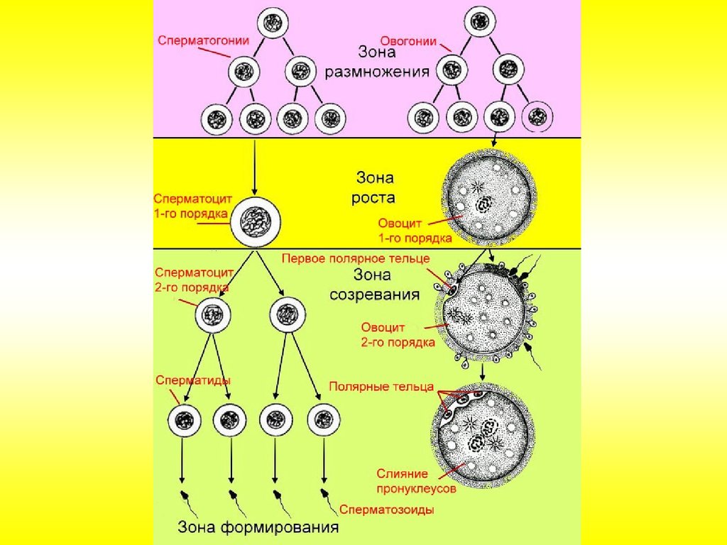 Овогенез схема и набор хромосом