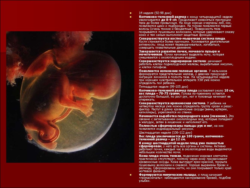 Конец 14 недели. Размеры эмбриона 14 недель. Внутриутробное развитие плода. Формирование плода.