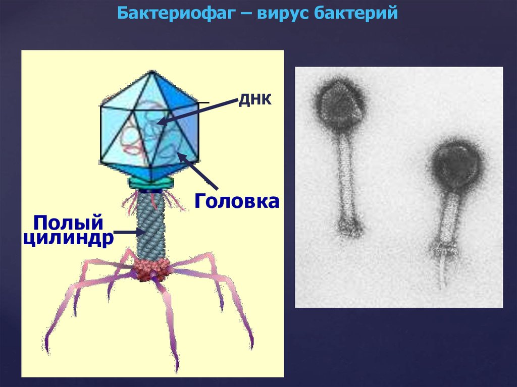 Бактериофаги картинки для презентации