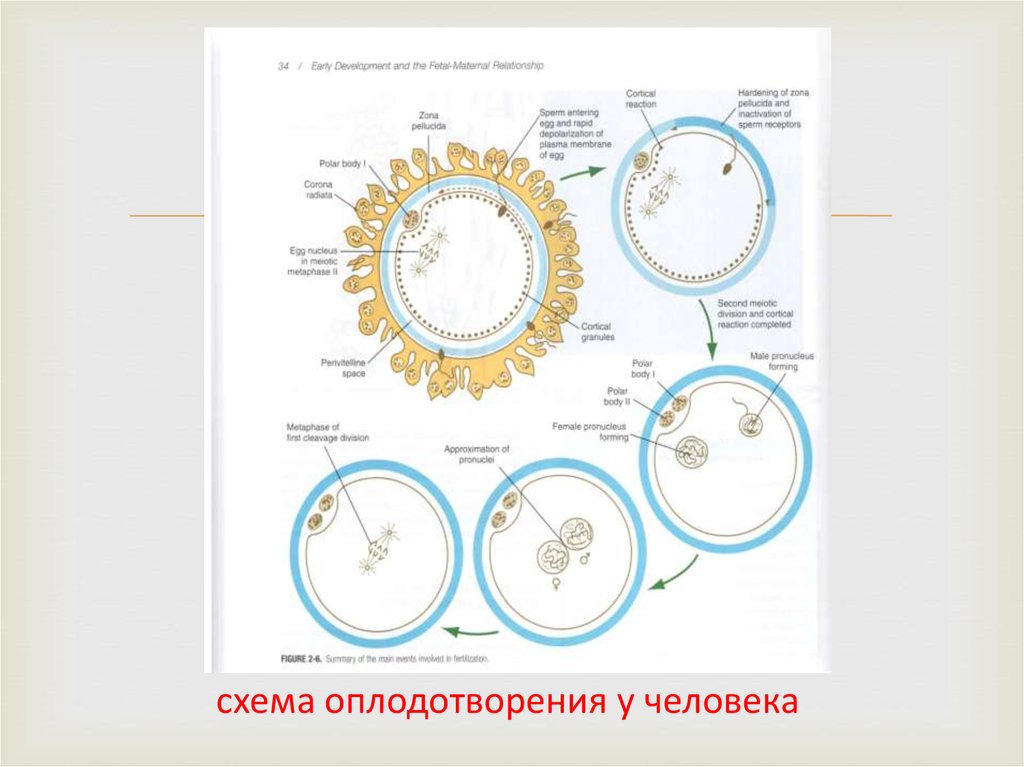 Развитие с начала оплодотворения. Этапы оплодотворения схема. Оплодотворение яйцеклетки схема. Оплодотворение схема Акушерство. Схема оплодотворения у млекопитающих.