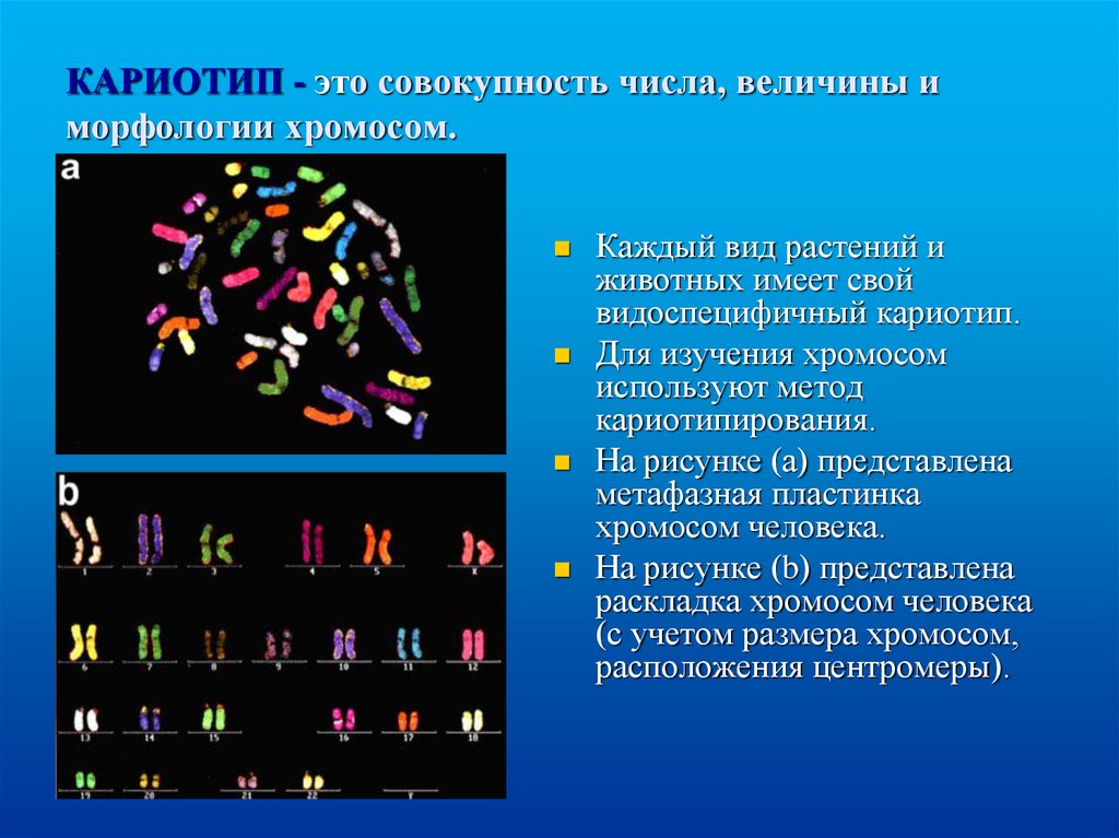 Кариотип человека определяют. Метод полного кариотипирование. С помощью кариотипирования можно диагностировать следующие мутации. У хроматин флуоресцентная краска. 4.Задачей метода кариотипирования является диагностика.