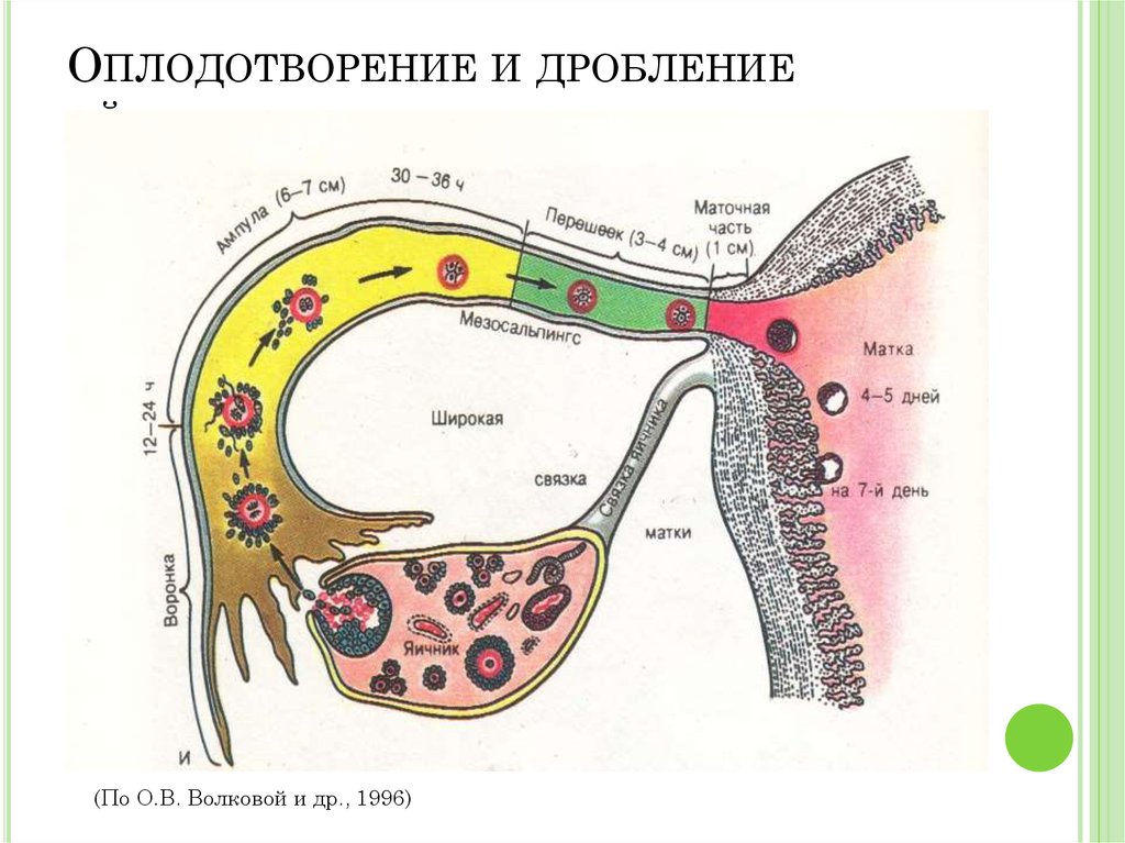 Оплодотворение в картинках