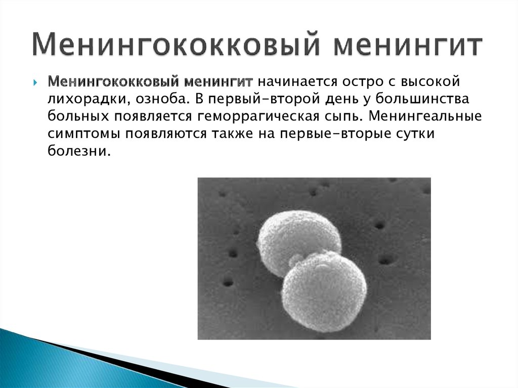 Менингококковый менингит. Менингококковый менингит геморрагическая сыпь. Менингококковый менингит возбудитель. Менингококковый эндотоксин.