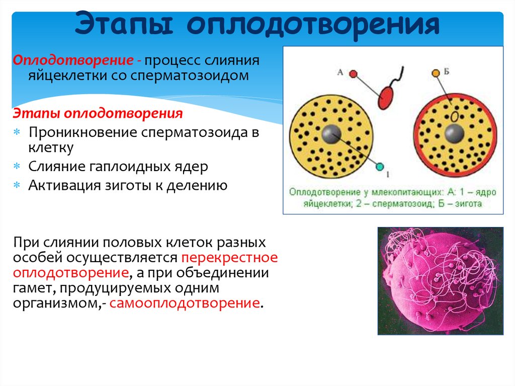 Биология 8 класс картинки оплодотворение