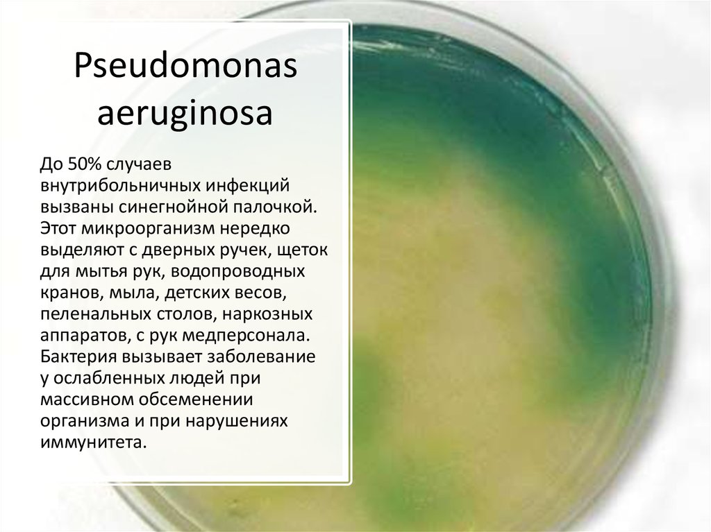 Синегнойная палочка что. Псевдомонада aeruginosa. Пиоцианин Pseudomonas aeruginosa. Pseudomonas aeruginosa микробиология. Синегнойная палочка заболевания микробиология.