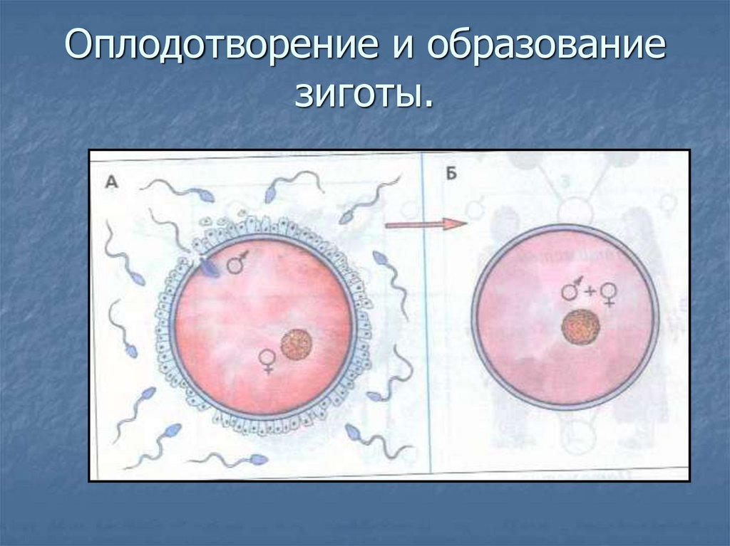 Стадии оплодотворения рисунок. Оплодотворение и образование зиготы. Оплодотворение и формирование зиготы. Оплодотворение яйцеклетки и образование зиготы. Процесс образования зиготы.