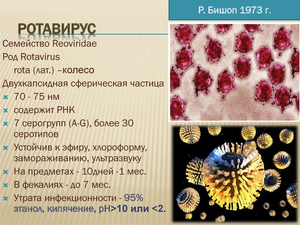 Какой ротавирус. Ротавирус возбудитель заболевания. Ротавирус а род вируса. Ротавирус характеристика возбудителя. Свойства возбудитель ротавирусной инфекции.