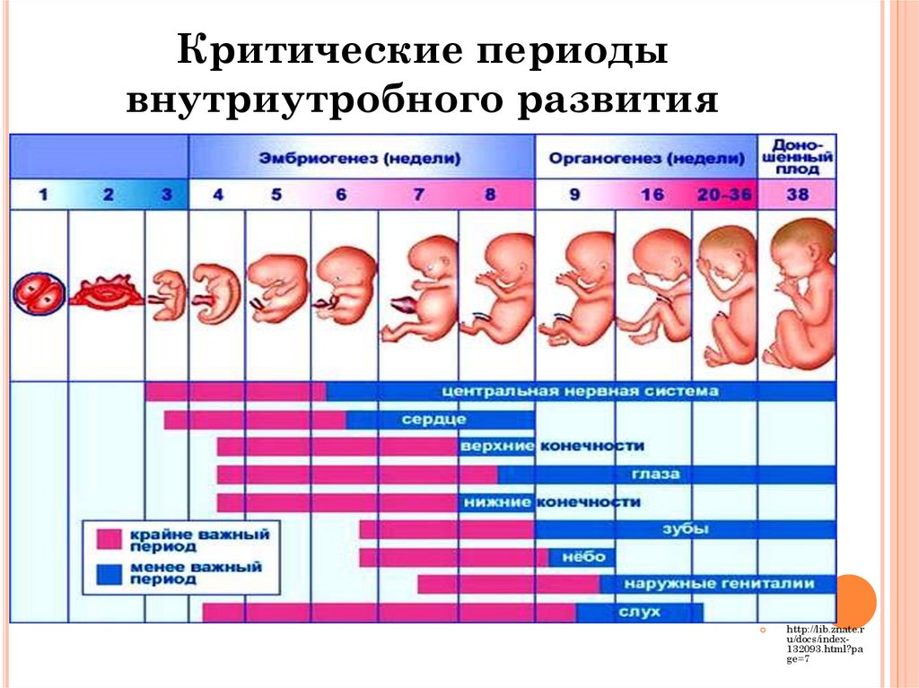 Развитие беременности по неделям с описанием и фото