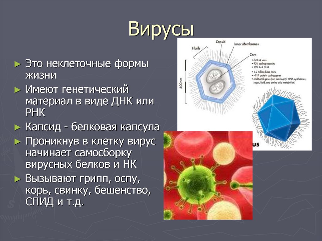 Вирус является формой жизни. Вирусы неклеточные формы жизни. Биология 9 кл неклеточные формы жизни-вирусы.. Неклеточные формы жизни вирусы и бактериофаги. Вирусы неклеточные формы жизни строение.