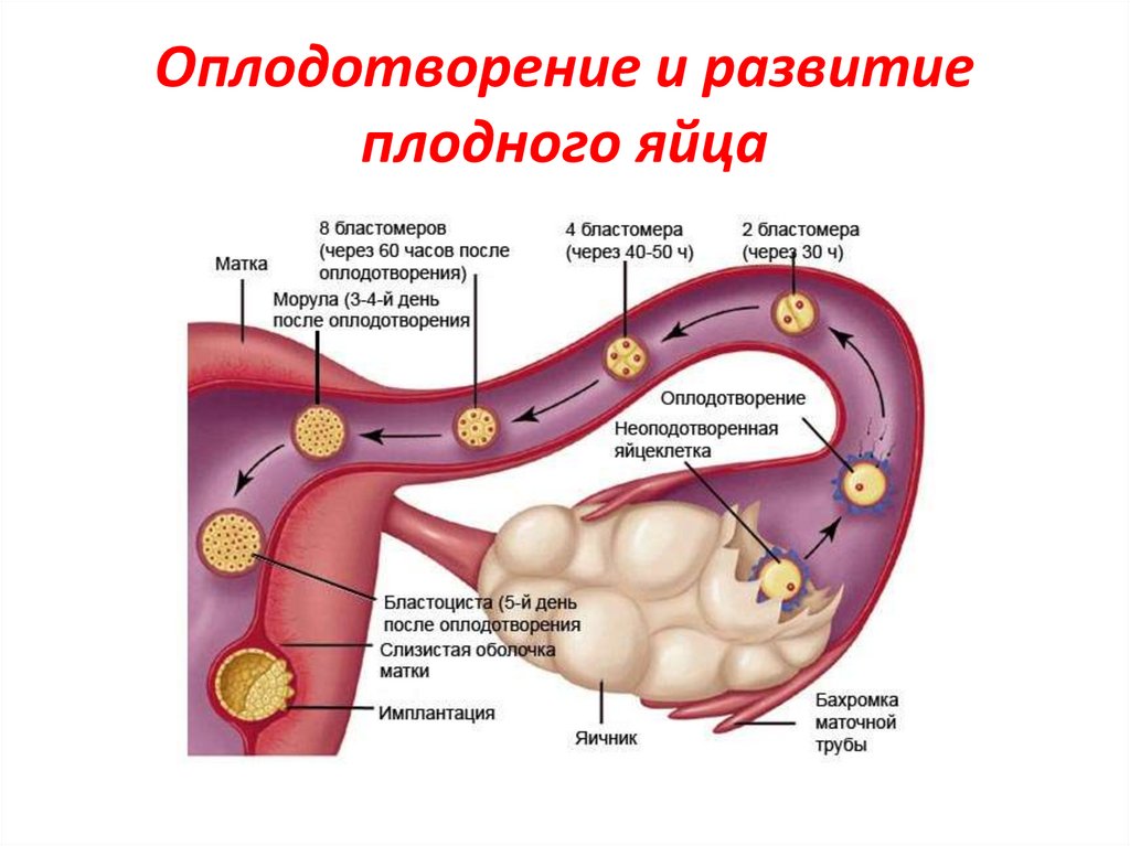 Оплодотворение в полости матки. Оплодотворение и имплантация. Имплантация зиготы. Имплантация яйцеклетки. Имплантация оплодотворенной яйцеклетки.