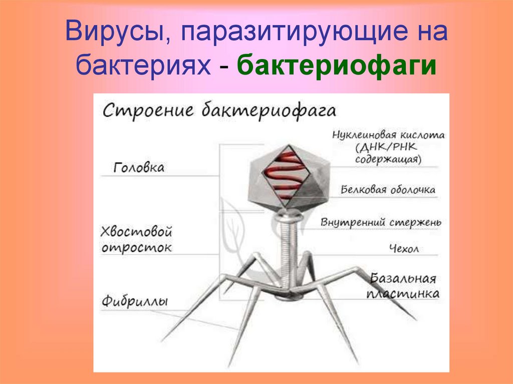 Бактериофаги гель инструкция по применению