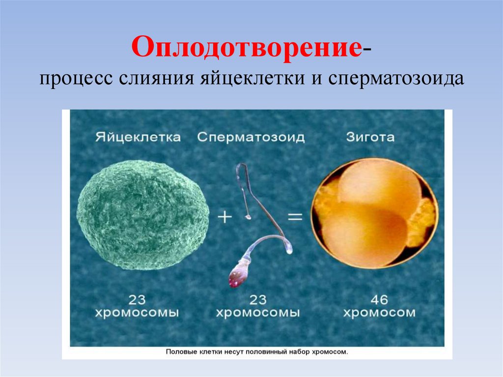 Оплодотворение картинки биология