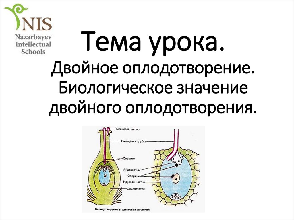 2 процесс оплодотворения