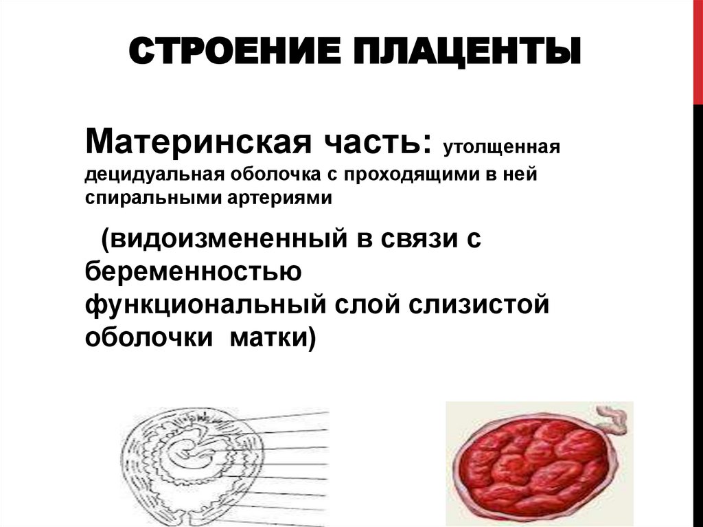 Степень зрелости плаценты 2 3