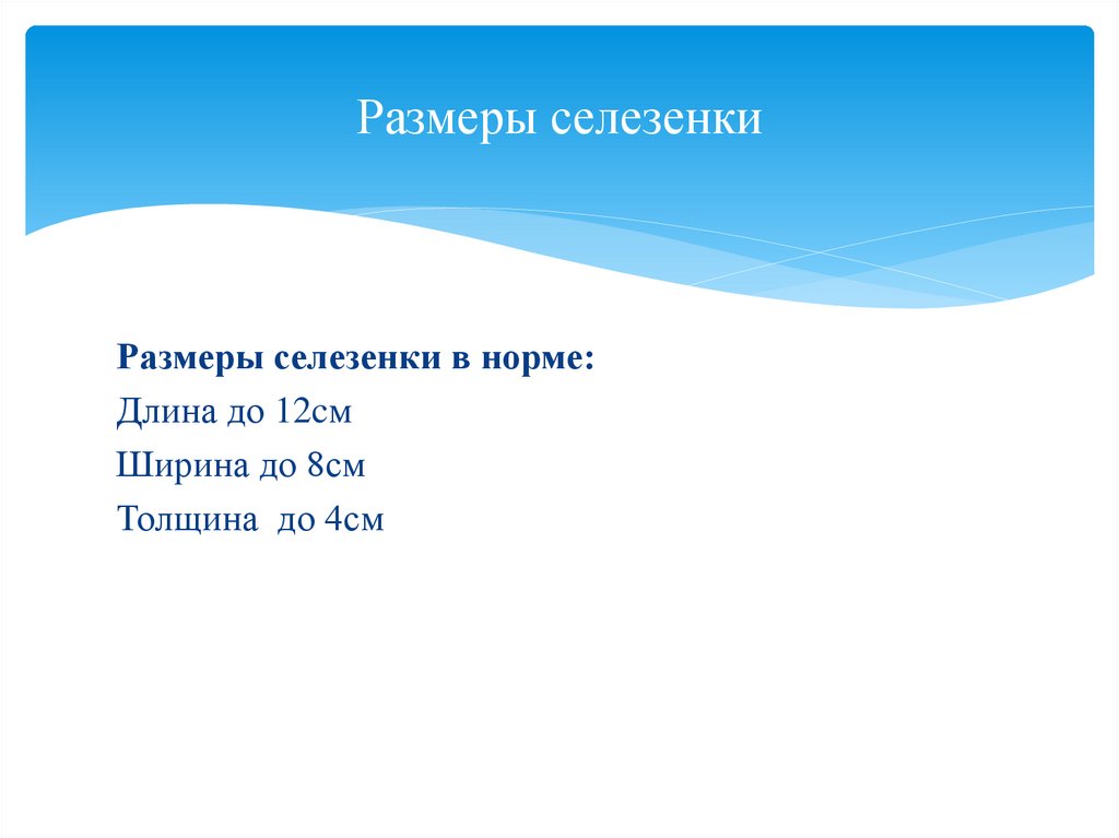 Размеры селезенки в норме у женщин. Площадь селезенки в норме. Размеры селезенки. Размер селезенки норма у взрослых.