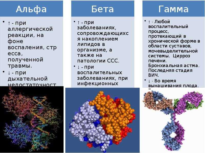 Глобулин это