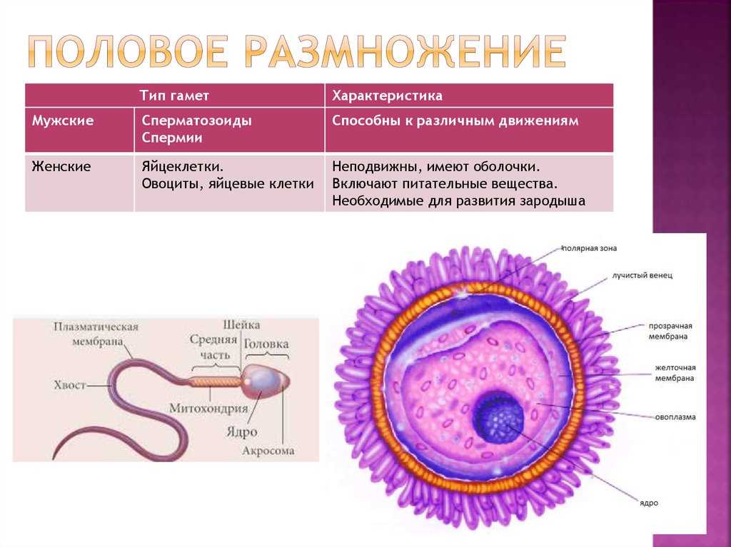 Биология 8 класс картинки оплодотворение