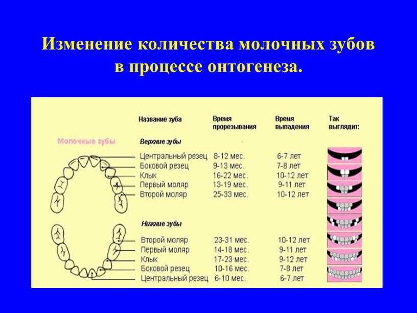 Как прорезаются моляры у детей фото