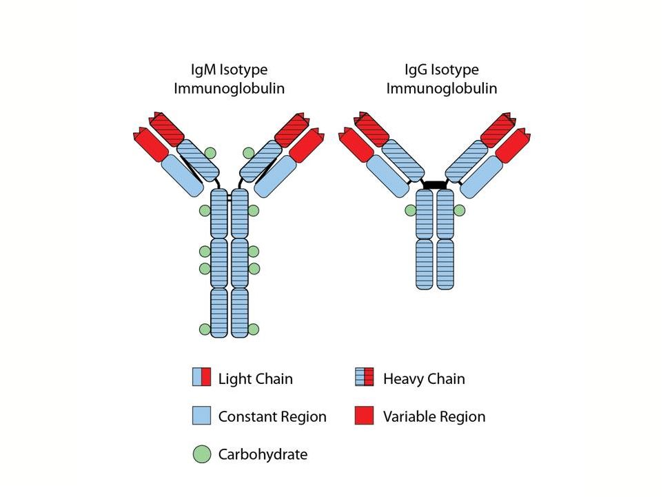 Иммуноглобулина разница. IGM иммуноглобулин. Иммуноглобулин g (IGG). Иммуноглобулин м IGM 4. Функции иммуноглобулины g4.