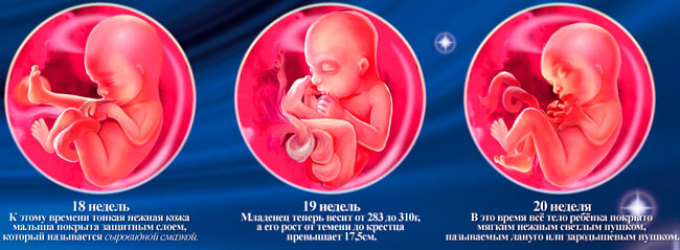 Сколько будет 19 недель. Как выглядит ребенок в утробе.