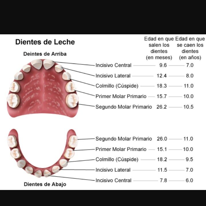 Какие зубы выпадают у детей. Очередность выпадения молочных зубов. Молочные зубы схема выпадения. Схема выпадения молочных зубов у детей. Выпадают зубы у детей схема.