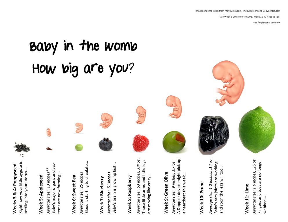 Беременность фрукты размер. Размер плода по неделям беременности фрукты. Рост плода по неделям беременности фрукты. Сравнение плода по неделям беременности. Размер плода по неделям фрукты овощи.