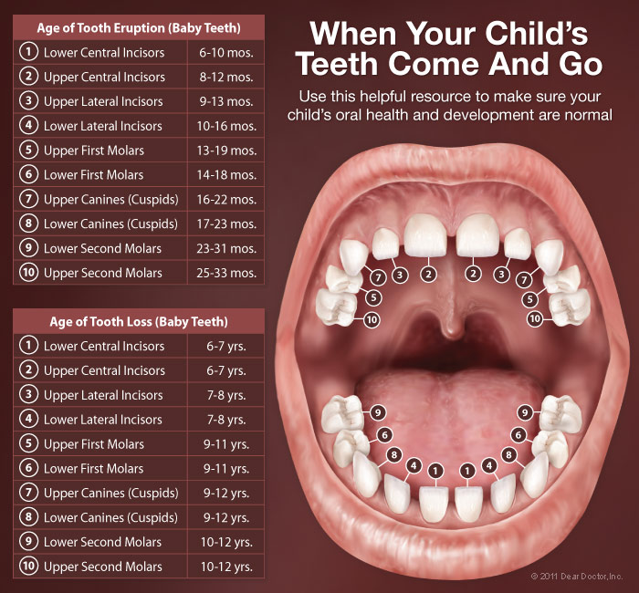 Как растут зубы у детей после выпадения молочных зубов фото до и после