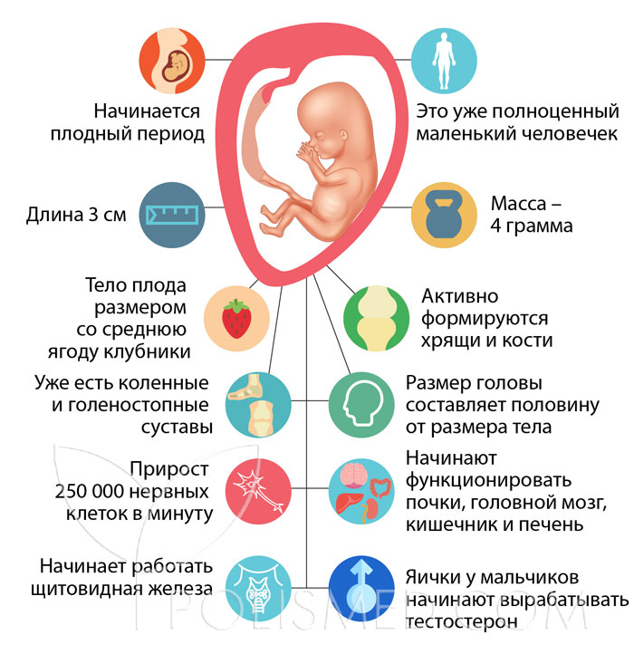 34 недель что происходит с малышом. Размер эмбриона на 10 неделе беременности. Ребёнок на 10 неделе беременности. Какой размер ребенка в 10 недель. 10 Недель беременности размер.