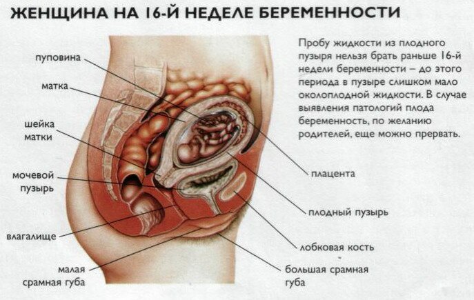 Где находится матка на 17 неделе беременности фото