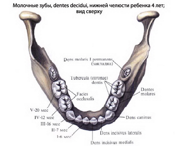 Молочная пятерка зуб. Нижняя челюсть зубы анатомия строение. Молочные зубы нижней челюсти. 7 Зуб нижней челюсти анатомия. Строение 7 зуба нижней челюсти.