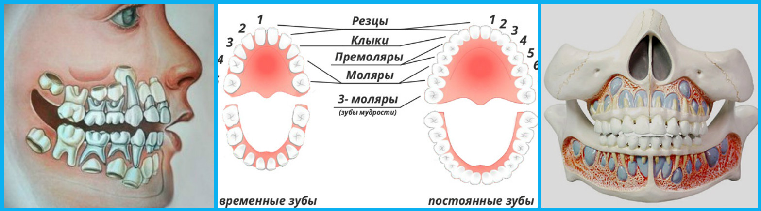 Зубы человека Dental anatomy, Dental art, Dental technician