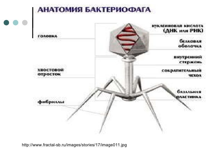 Бактериофаг гель инструкция. Образ жизни бактериофага. Строение бактериофага колипротейного. Бактериофаг с5. Бактериофаг аналоги.