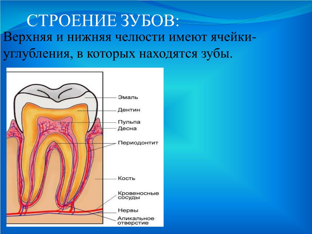 Строение верхнего. Строение зуба верхняя челюсть. Строение зуба сверху. Строение верхних и нижних зубов.