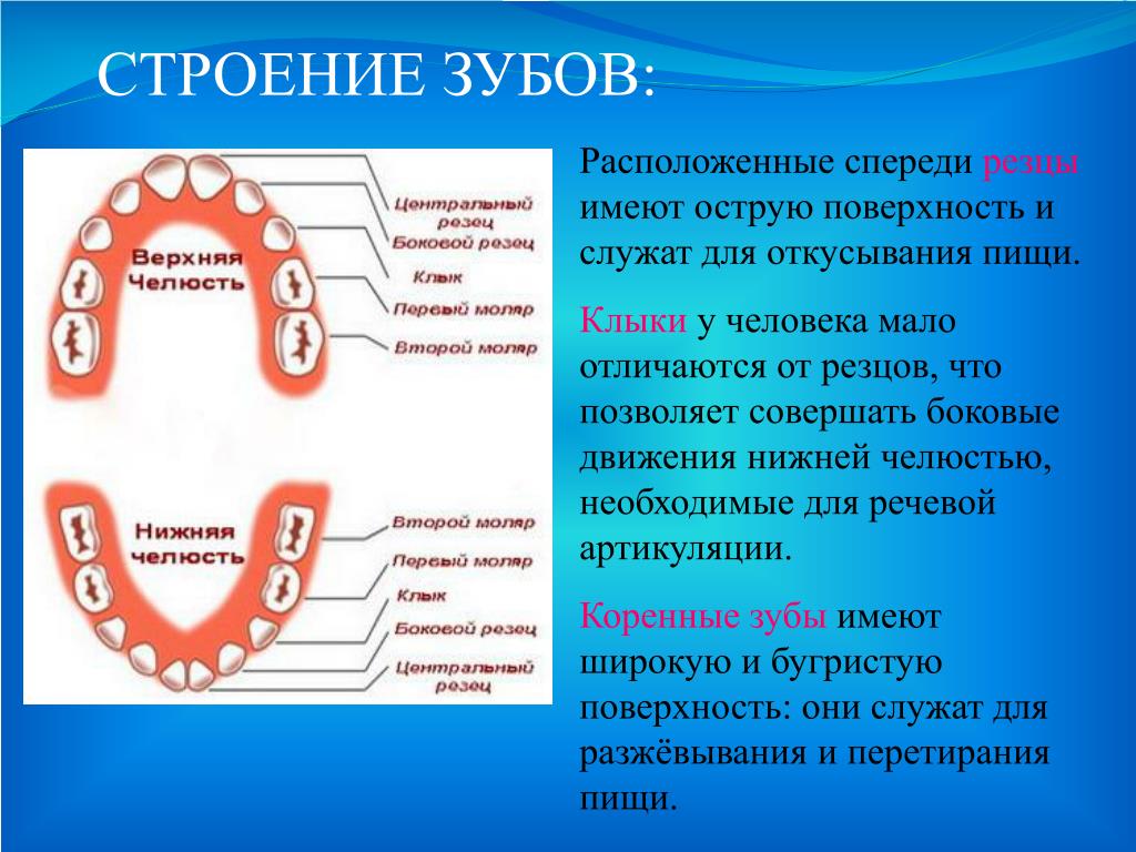 Чем отличается молочный зуб от коренного фотографии